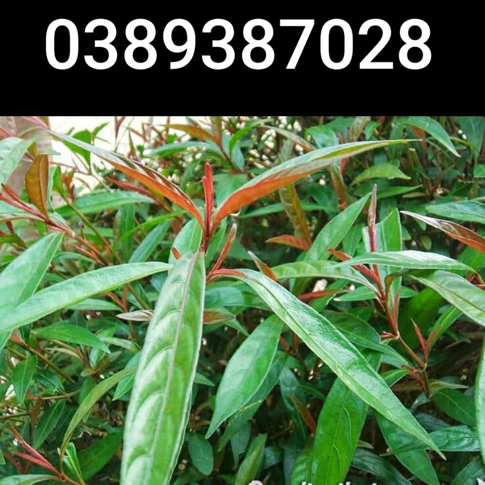 cây hoàn ngọc đỏ,1kg khô