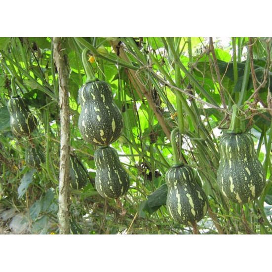 2G - Hạt Giống Bí Hồ Lô