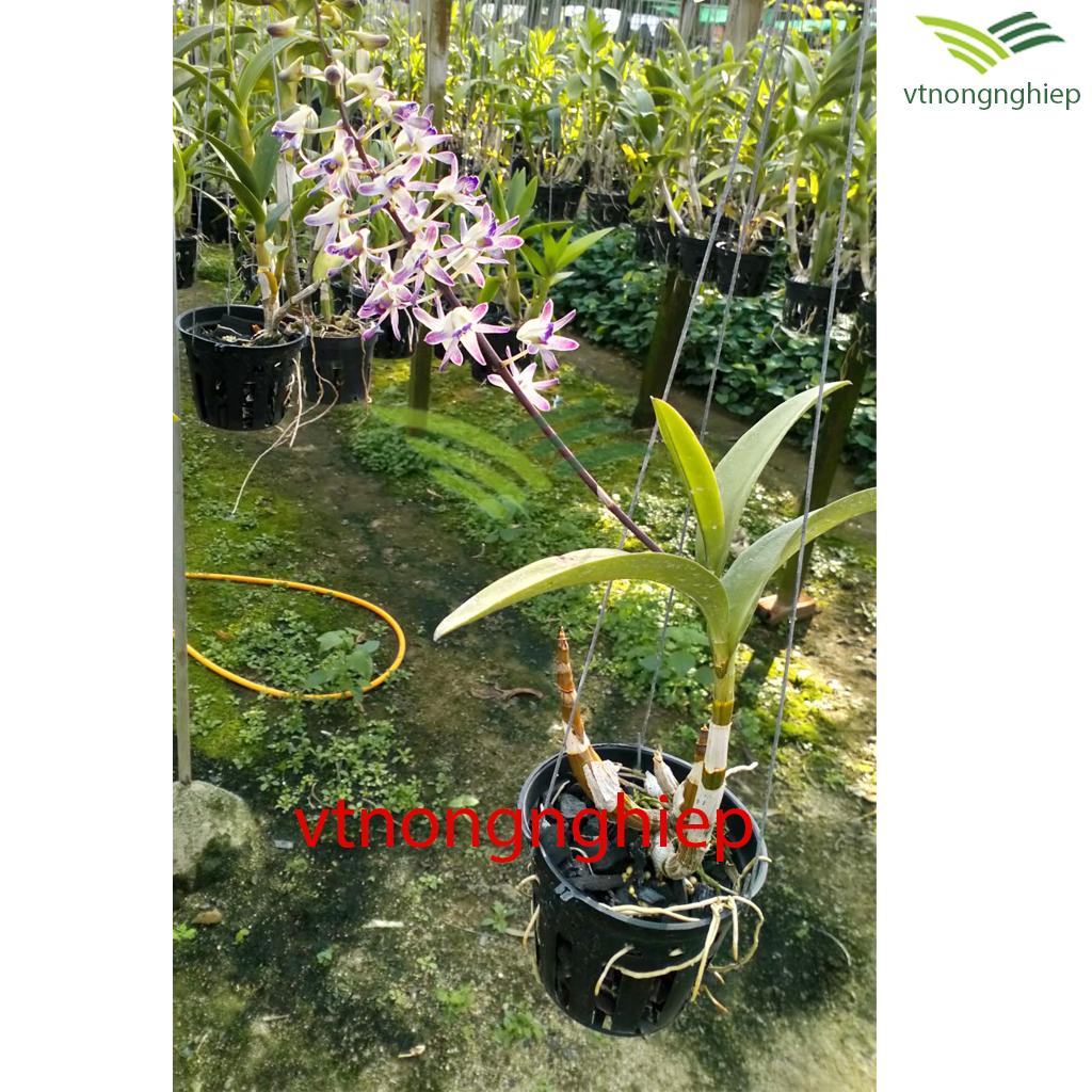 5 Chậu nhựa trồng Lan phi 14cm