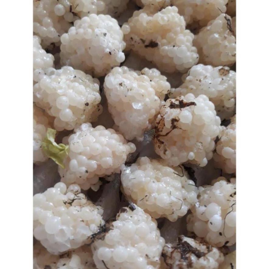 ỐC BƯƠU ĐEN