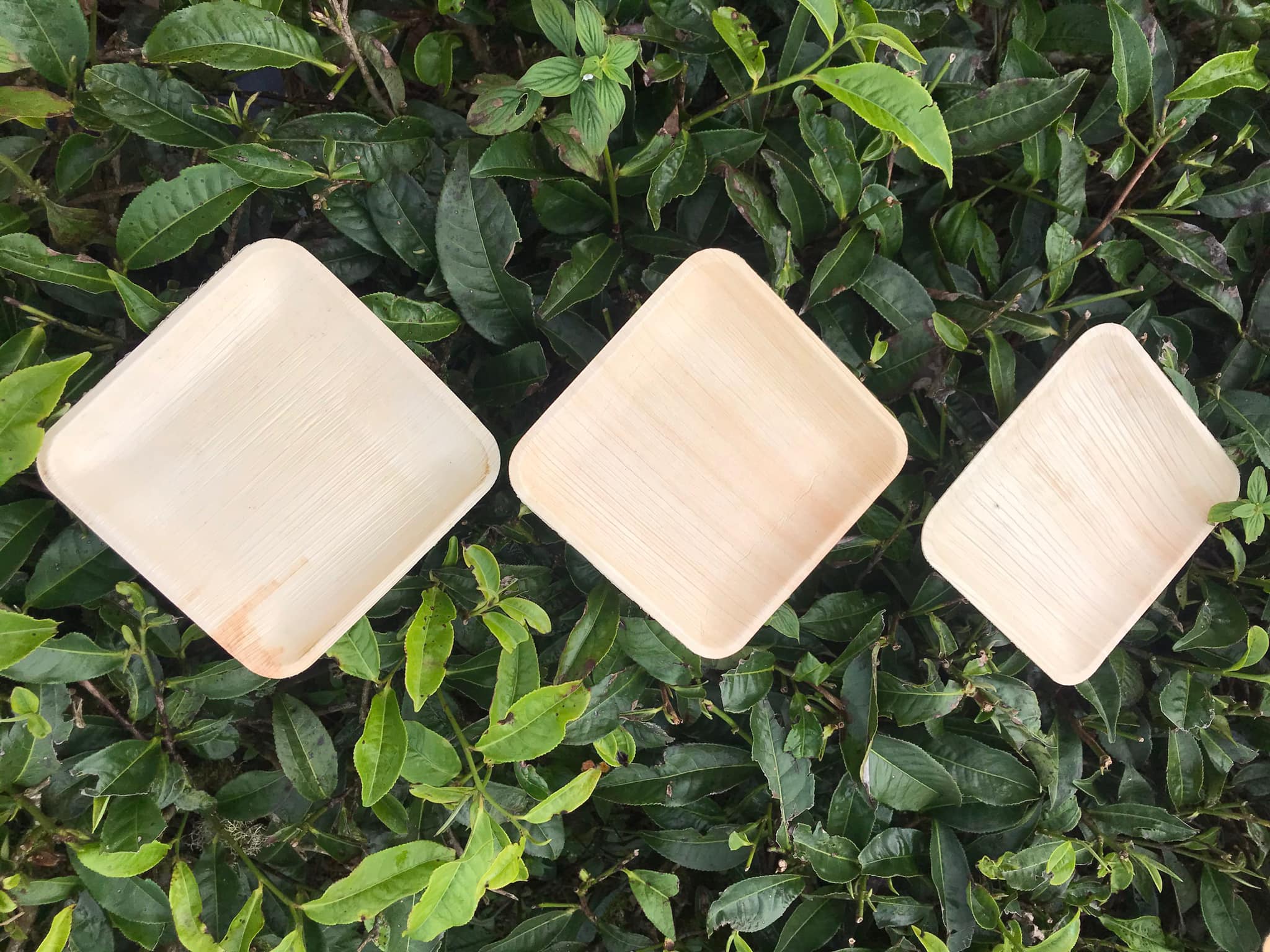Combo 10 ĐĨA MO CAU VUÔNG dùng 1 lần thân thiện với môi trường