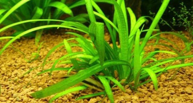 CỎ THÌA TIỂU - Dwarf Sagittaria (8 cây)