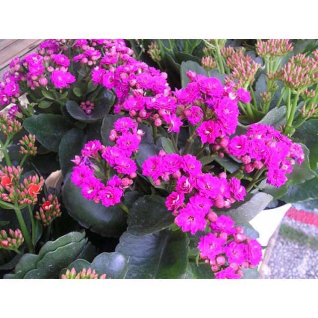Cây hoa sống đời kép (gửi cây như hình)