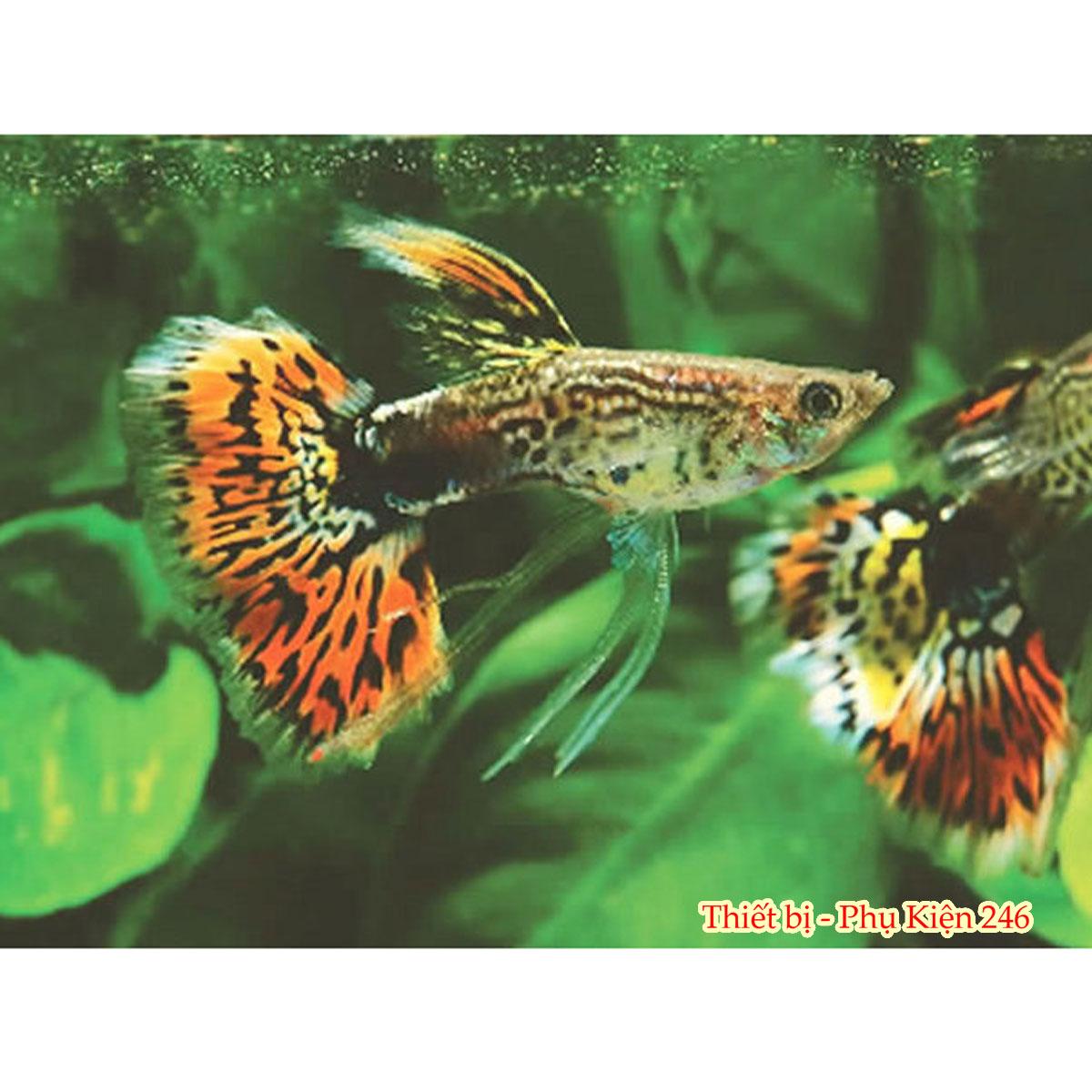 Lọc thác sobo WP-607h dành cho hồ cá thủy sinh