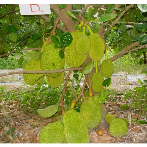 CÂY GIỐNG MÍT THÁI SIÊU SỚM CHANGAI