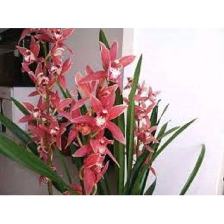 CHẬU hoa ĐỊA LAN TIỂU THƯ HÀN QUỐC