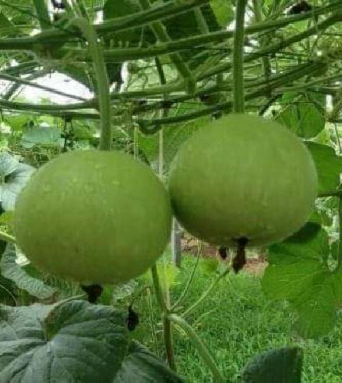 Hạt giống bầu tròn Thái - gói 2gram( 10 hạt)
