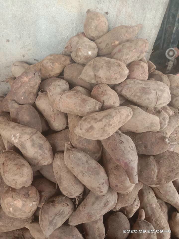 Combo 5kg khoai sâm đất Lào Cai (củ vừa 6-8củ/1kg)