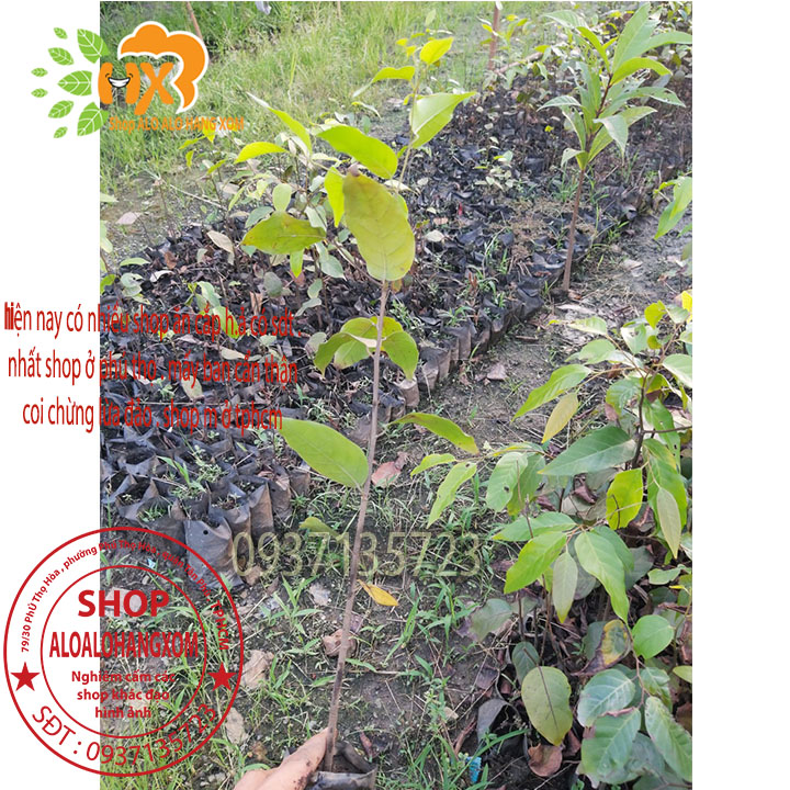 combo 5 cây sao đen -cây giống