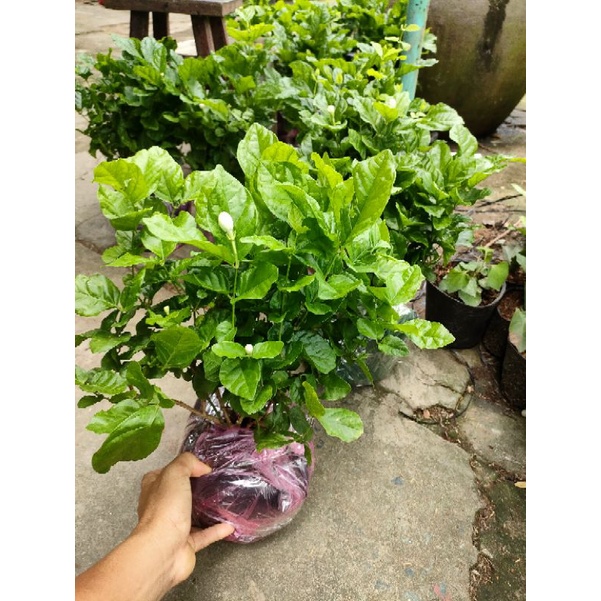 Chậu hoa lài tiểu thư (hoa kép)