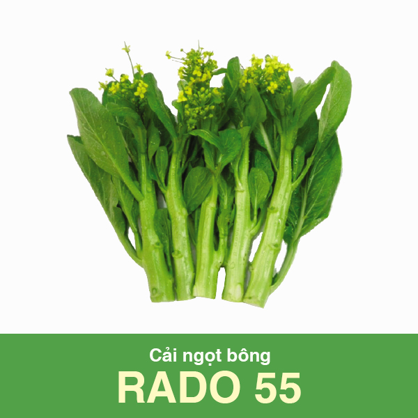 Hạt Giống Cải Ngọt Bông Rado 55 (Cải Ngồng) 20gr