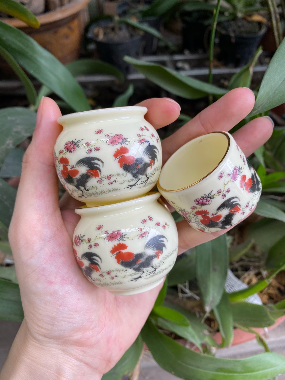 Cóng chim chào mào