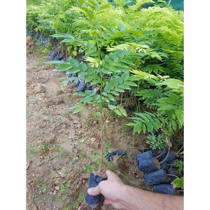 Cây sưa đỏ giống chuẩn giá trị cao,  cây trắc thối
