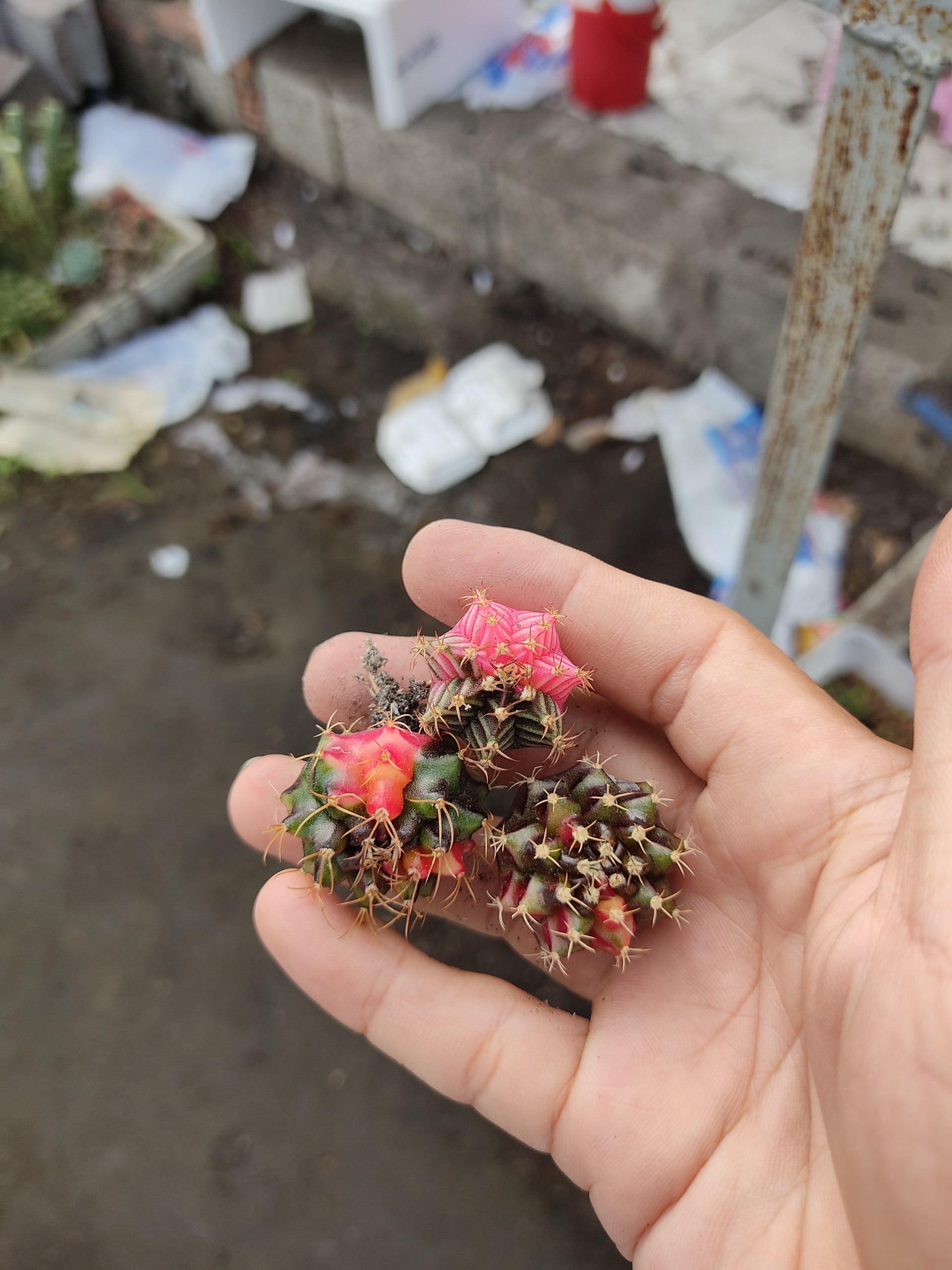 Xương rồng GYM LEM mini (size 2-3 cm)