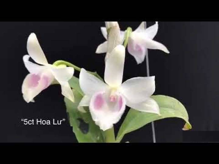 Farm Zone 275 LAN PHI ĐIỆP ĐỘT BIẾN – Phi điệp ĐỘT BIẾN 5 cánh trắng HOA LƯ – Hàng var, hoa cực đẹp cực hiếm gieo hạt – Cây Y hình
