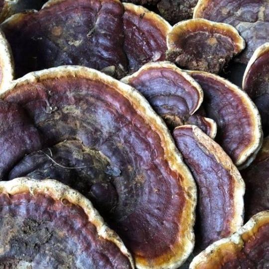2kg nấm hồng chi hay linh chi rừng
