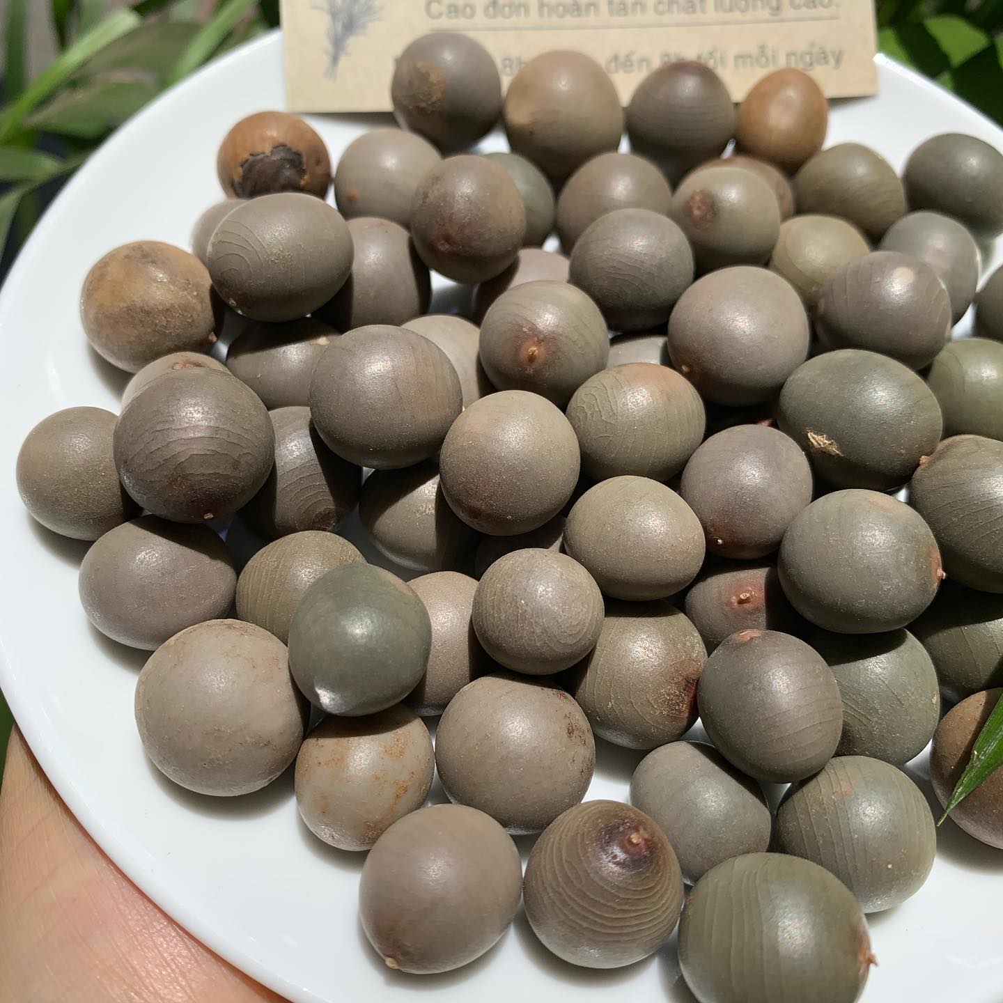 HẠT MÓC M.ÈO 100GRAM