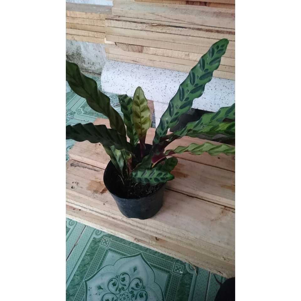 Cây Đuôi Phụng - cây cảnh mini - caykiengsadec  mau lớn