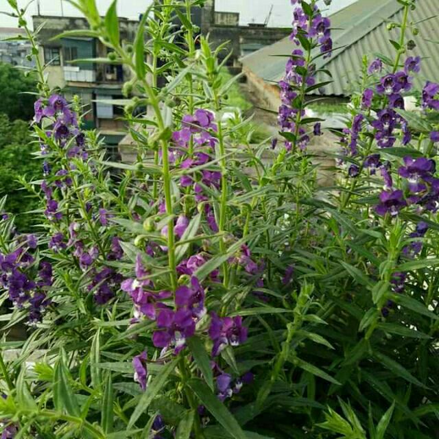 Hoa violet tím cổ thơm - bầu cây giống size nhỏ