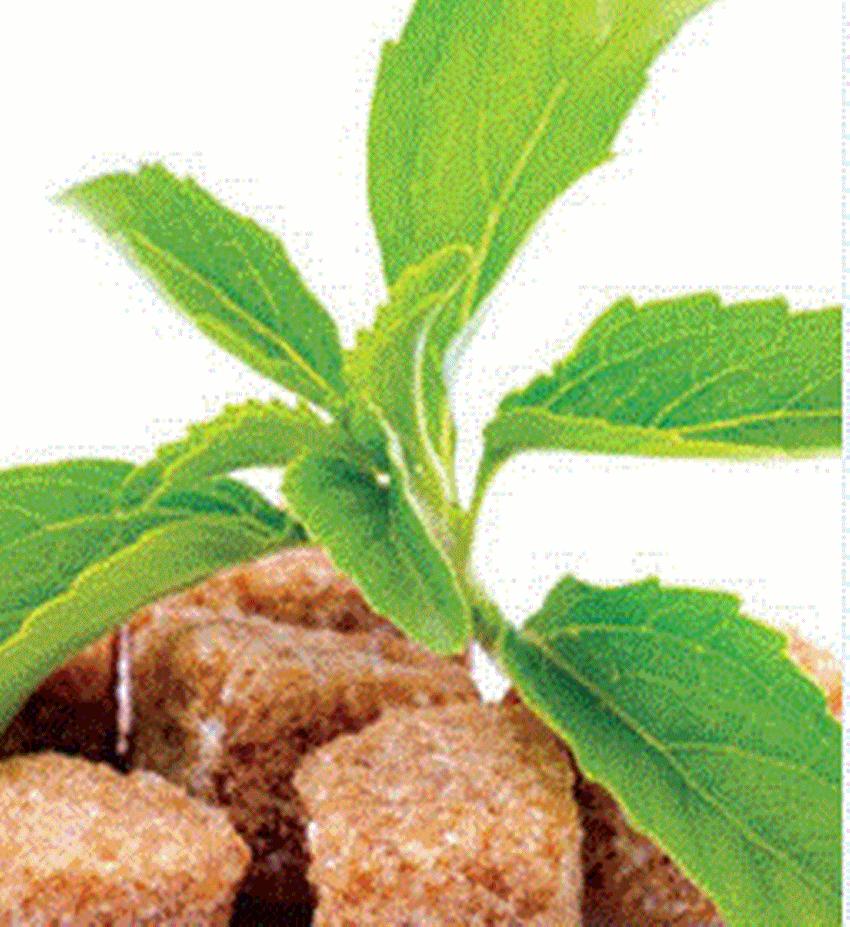 Hạt giống cỏ ngọt