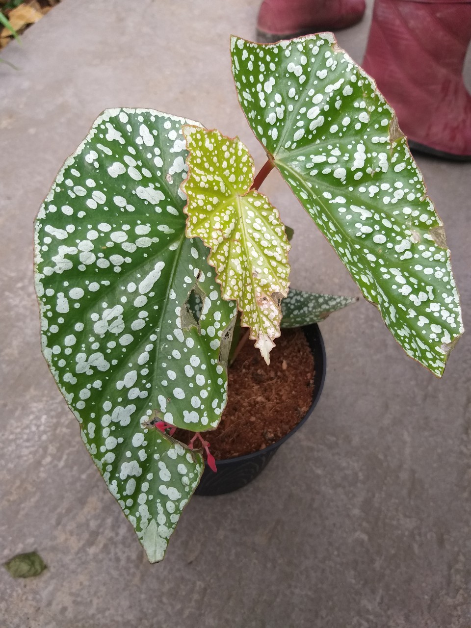 Hải đường đốm  - Lucerna cây khỏe, chậu to