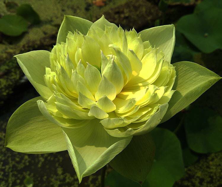 Củ sen táo vàng ra hoa sau 45 ngày
