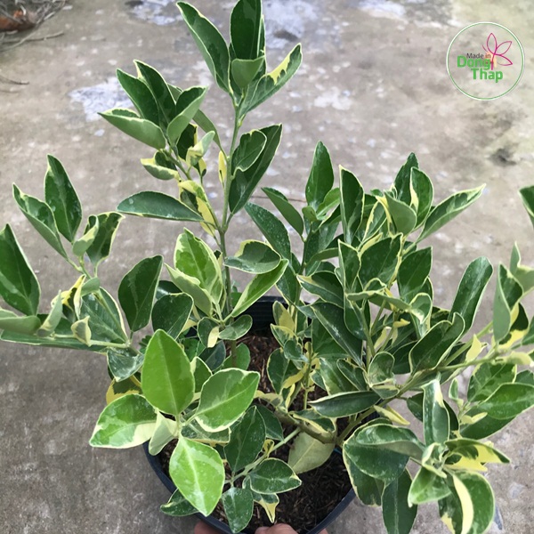 Khoinghiepdongthap- C&acirc;y Tắc cẩm thạch - tặng ph&acirc;n b&oacute;n - hoa kiểng l&aacute; - trang tr&iacute; nội thất cảnh quan s&acirc;n vườn ngo&agrave;i trời