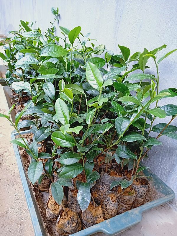 Cây giống Chè Shan Tuyết