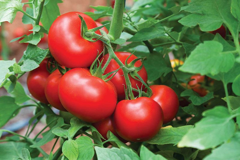Túi 30 Hạt giống Cà chua đỏ Arka F1