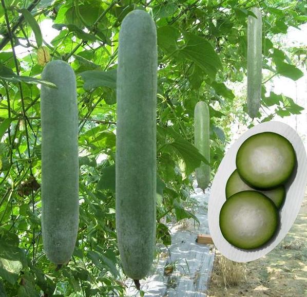 2gr hạt bí đao xanh cao sản