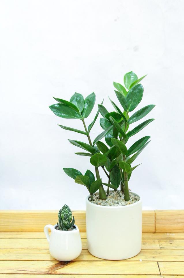 Chậu cây KIM TIỀN size to