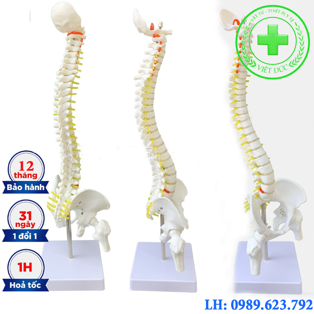 Mô hình cột sống 45cm Mô hình xương người