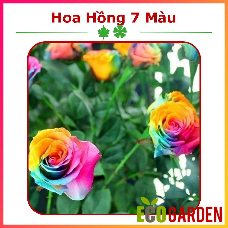 Hạt giống hoa hồng 7 màu
