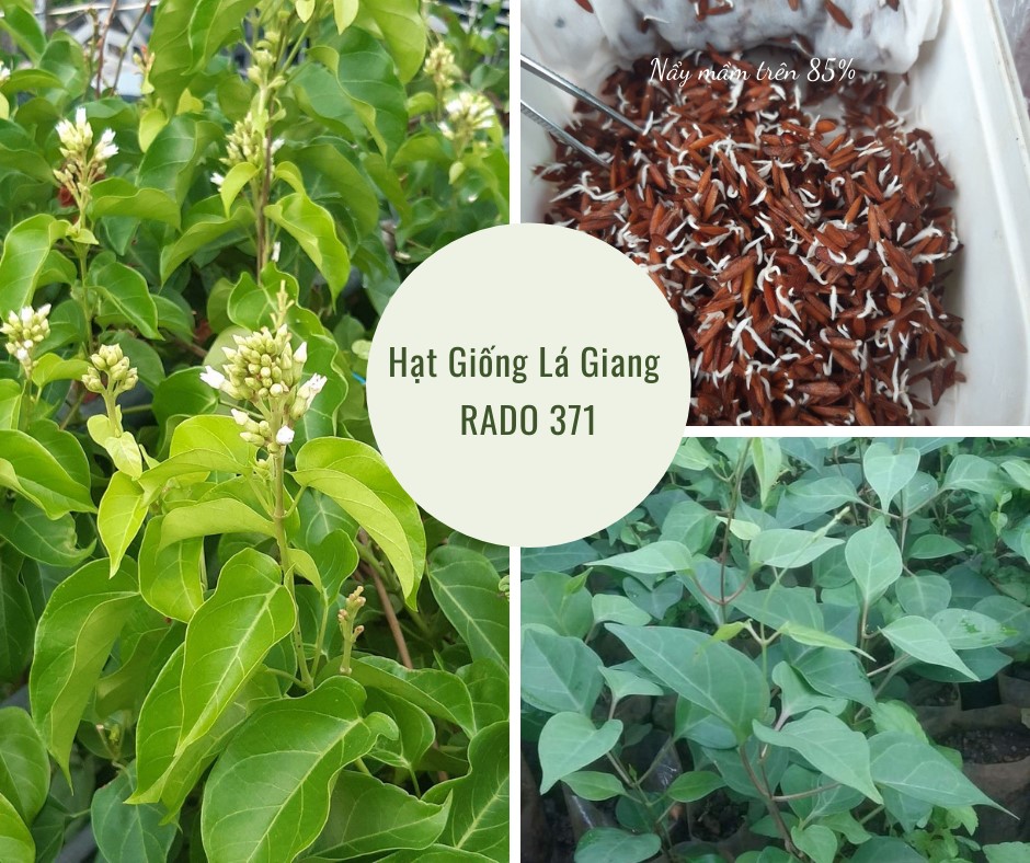 [Seeds] Hạt giống lá giang Rado, đóng gói 5 hạt