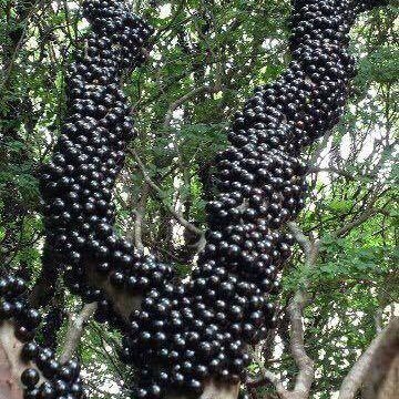 CÂY GIỐNG NHO THÂN GỖ TỨ QUÝ