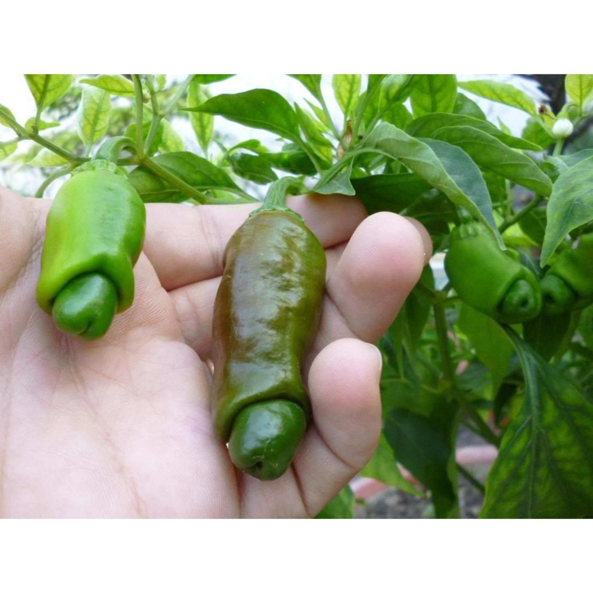 5 Hạt giống Ớt cu tí (tặng Kích nẩy mầm, Hướng dẫn ươm)