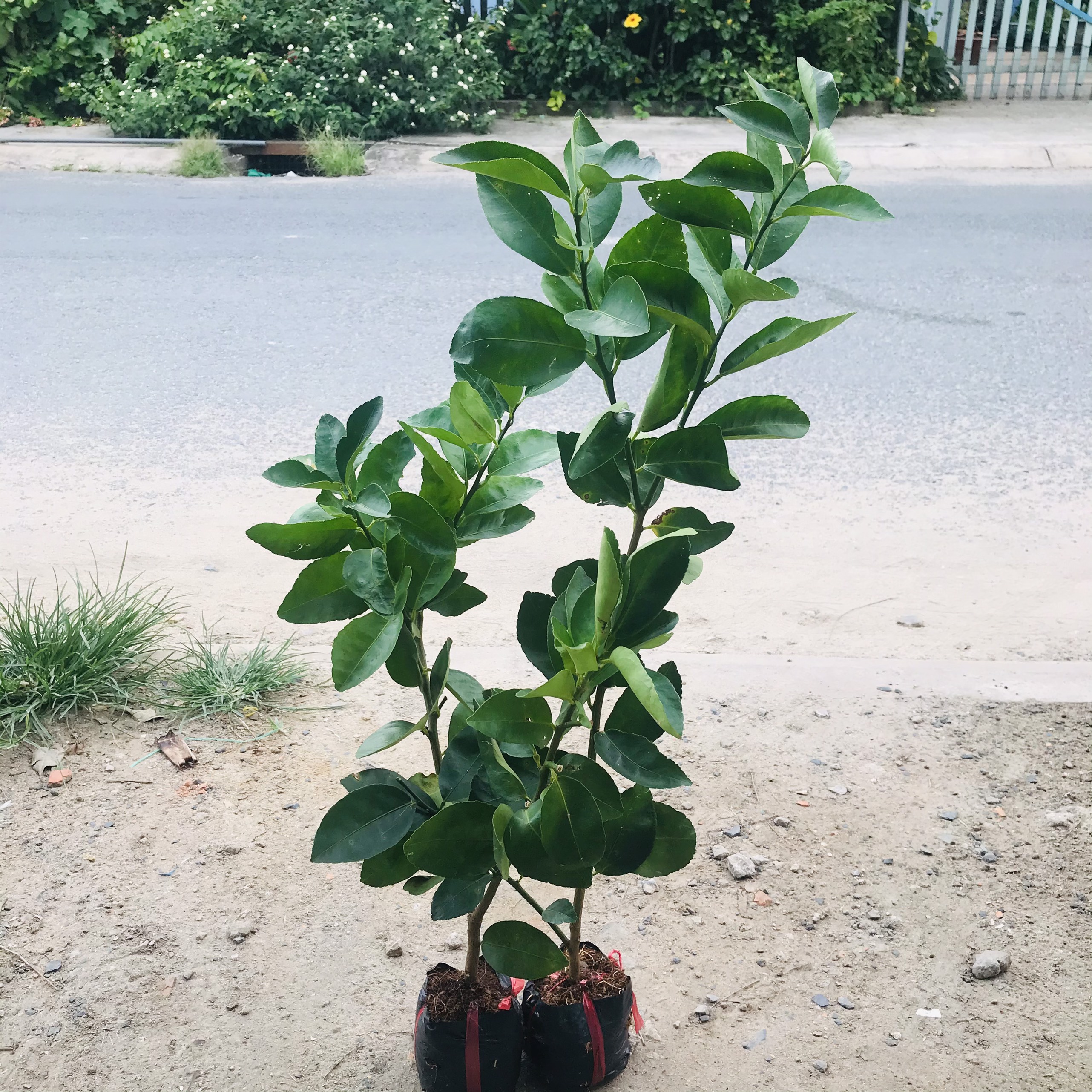COMBO 3 CÂY CHANH TỨ QUÝ KHÔNG HẠT