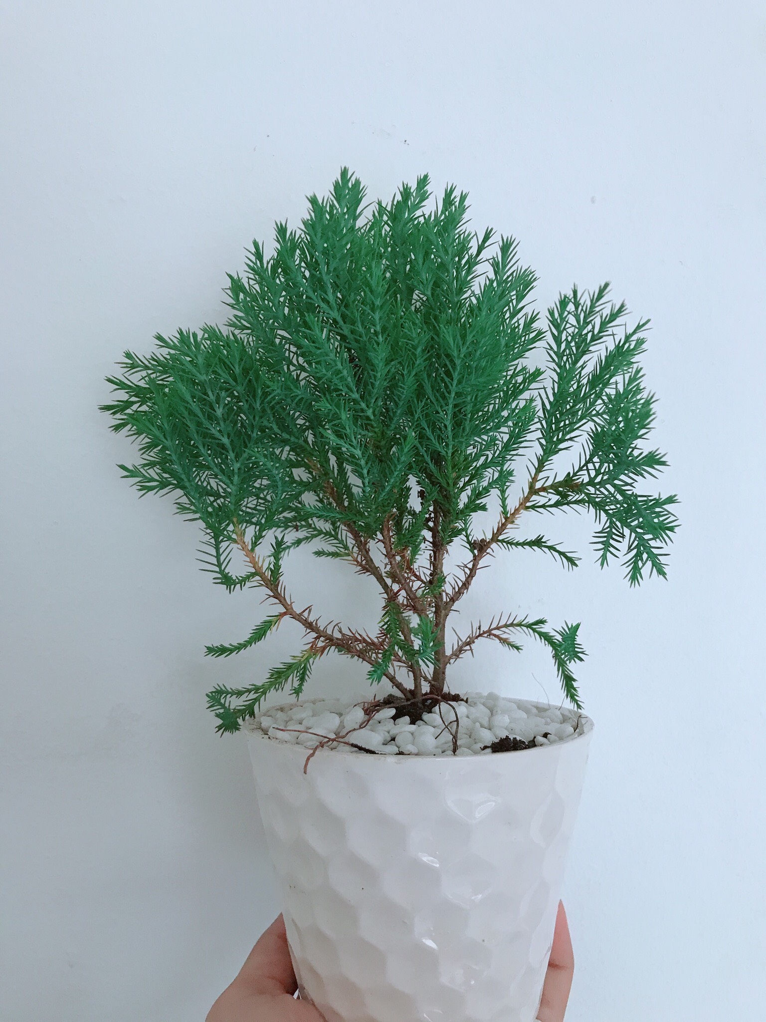 Cây tùng bồng lai + chậu