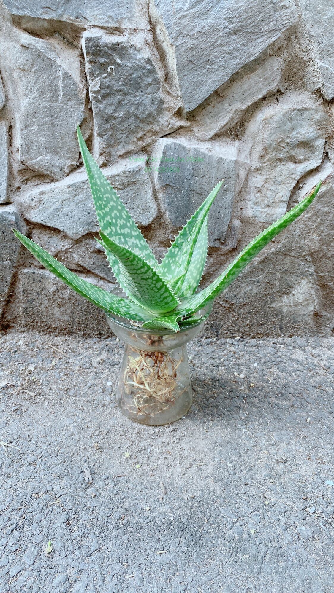 Chậu Cây Nha Đam Thái
