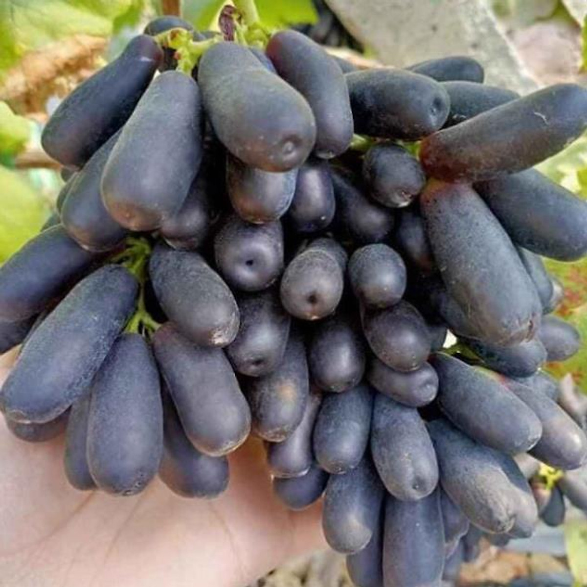 Cây giống Nho Ngón Tay