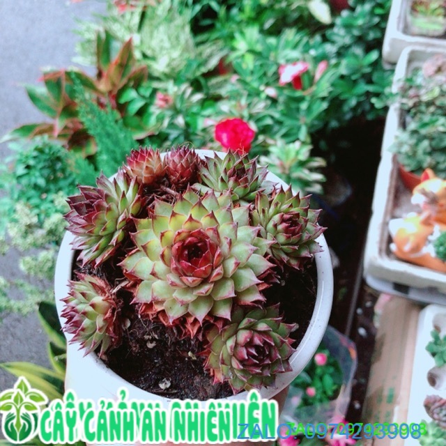 Chậu Sen Đá Phật Bà Đồng Giá 60k/chậu (được chọn mẫu)