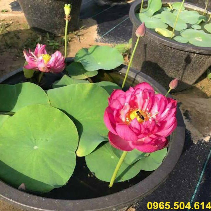Hạt Giống Hoa Sen Mini Nhật Bản
