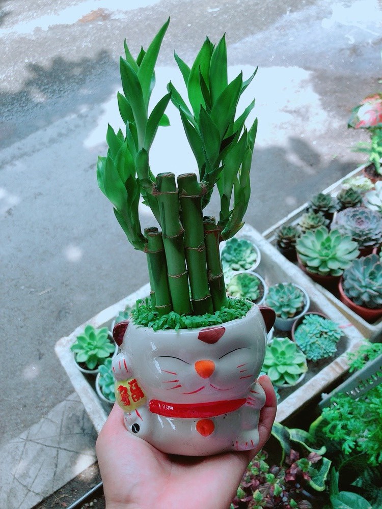 Cây Phát Tài