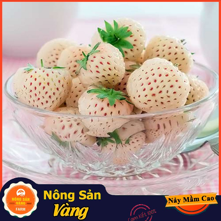 Hạt giống Dâu Tây Dứa (Dâu Tây Trắng) Vị Dễ Nghiền Và Nhiều Giá Trị Dinh Dưỡng (Gói 30 Hạt) - Nông Sản Vàng