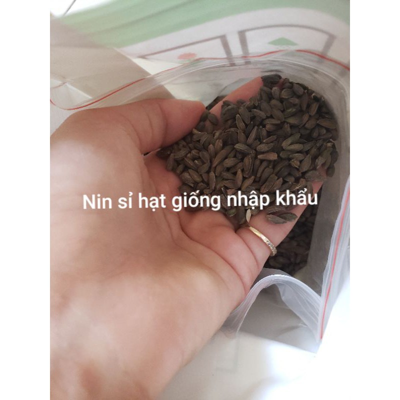 Hạt Giống Hoa Cúc Nam Phi Mix Màu - 20 Hạt