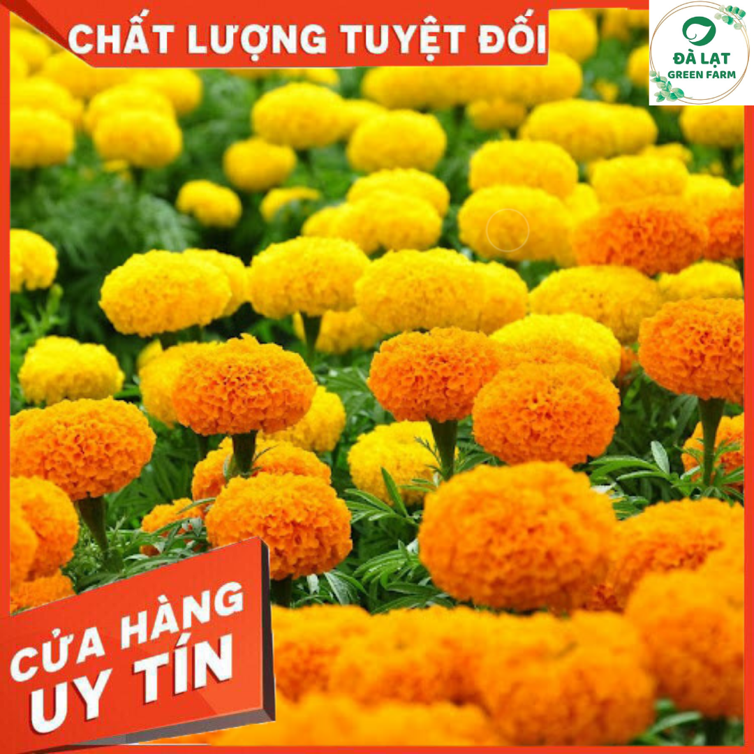 50H_HẠT GIỐNG CÚC VẠN THỌ MỸ(NẢY MẦM CỰC CHUẨN)