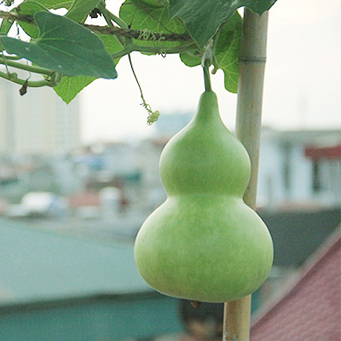 Hạt Giống Bầu Hồ Lô