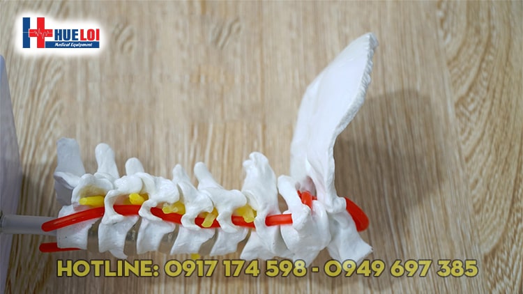 [HCM]MÔ HÌNH  THỰC HÀNH GIẢI PHẪU CỘT SỐNG CỔ