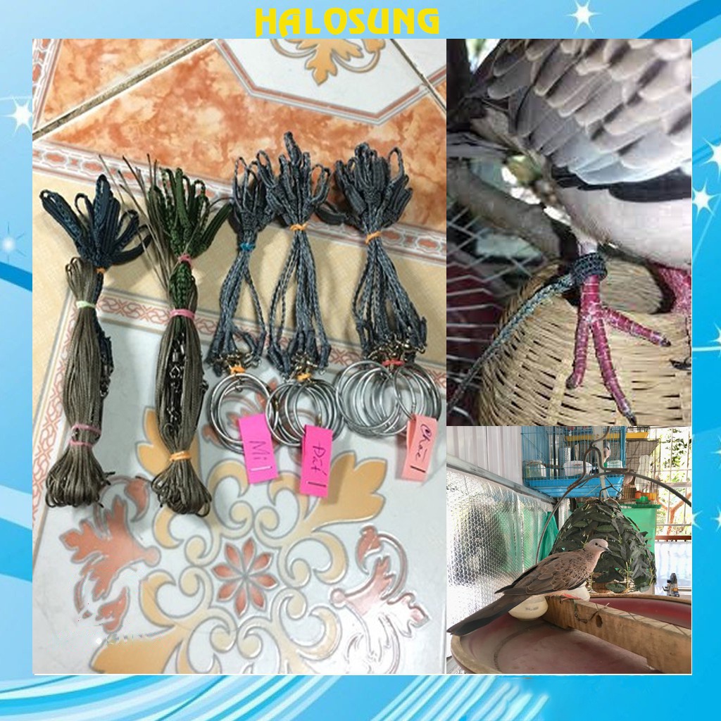 Dây xích chân chim cu gáy nuôi lồng trần Giá rẻ PK99