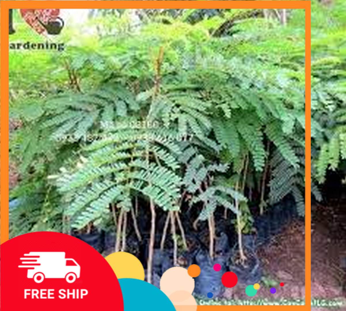 6 Cây gỗ lim cao 30-50cm